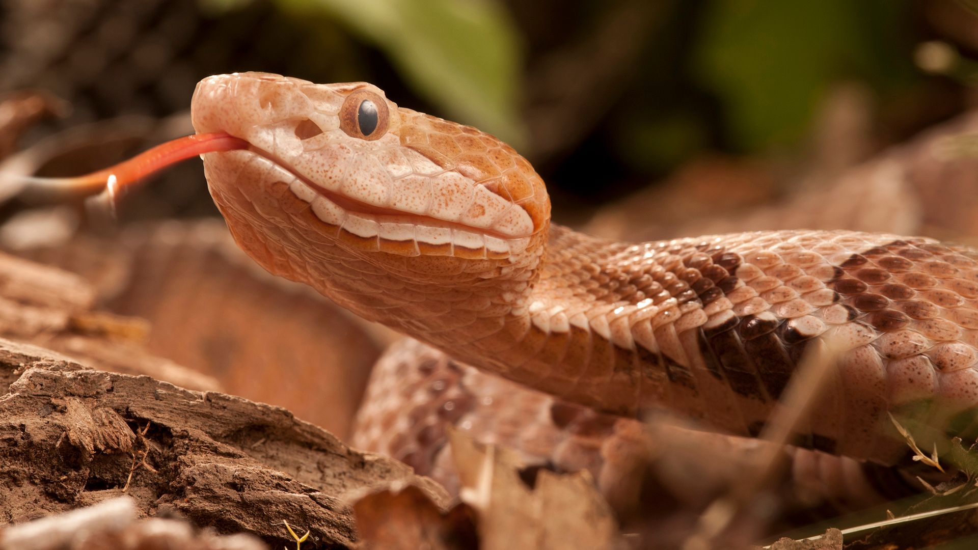 A copperhead snake.