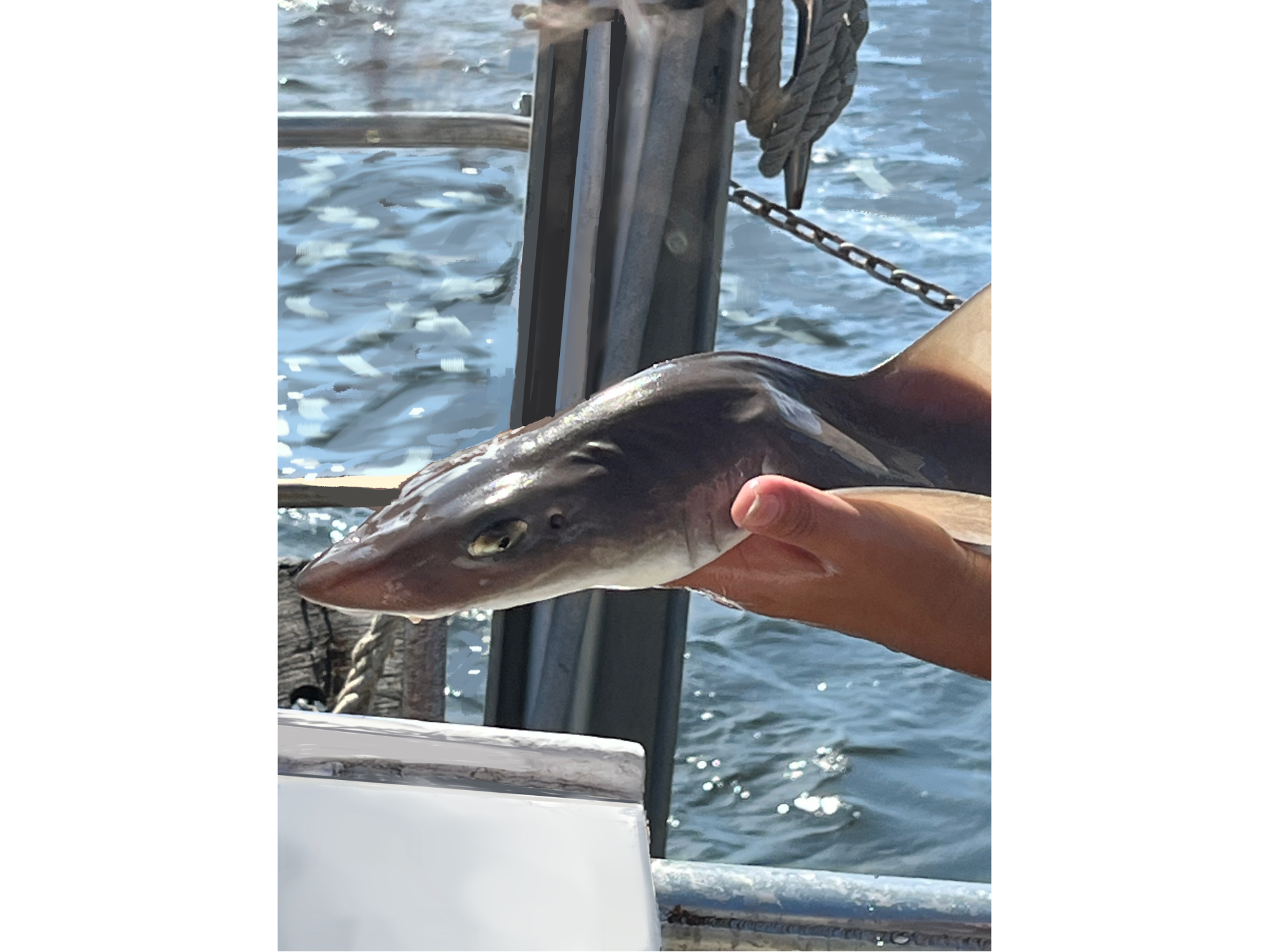 A pair of hands hold a fish in the center of the photography, with water in the background.