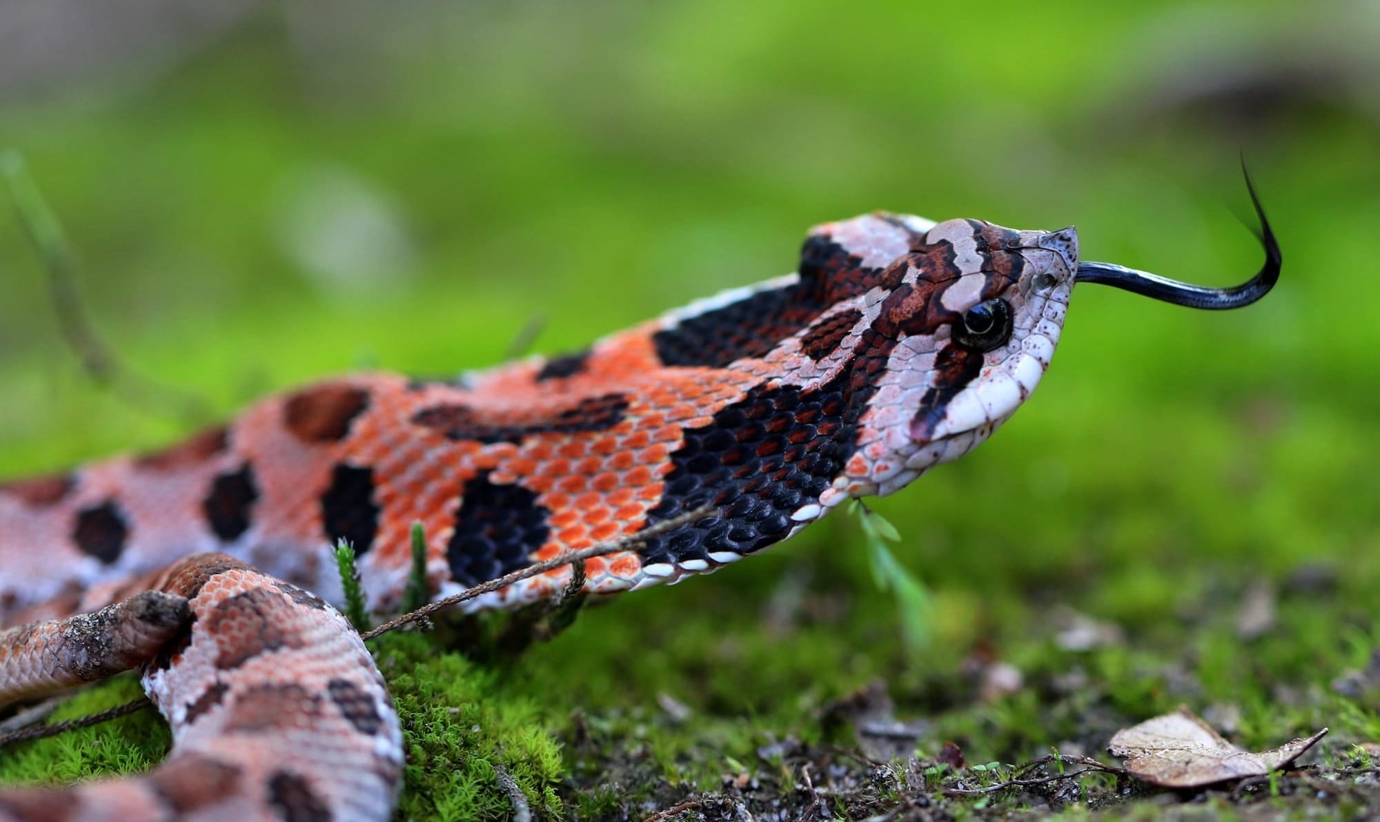 An orange and black snake lies in moss.