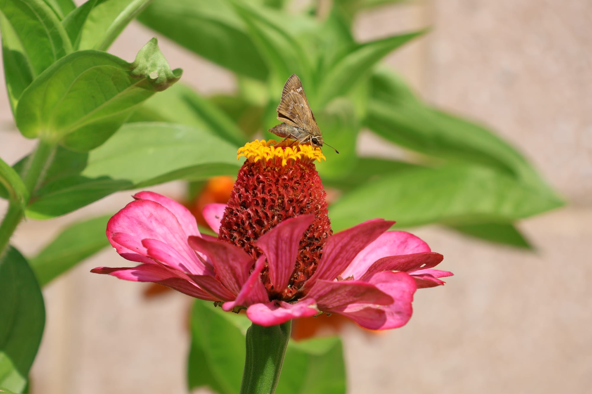 A sachem skipper rests on a pink flower.