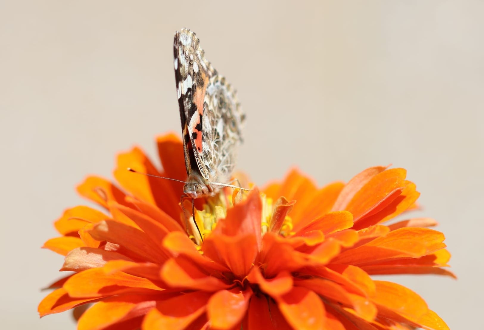 A painted lady rests on an orange butterfly.