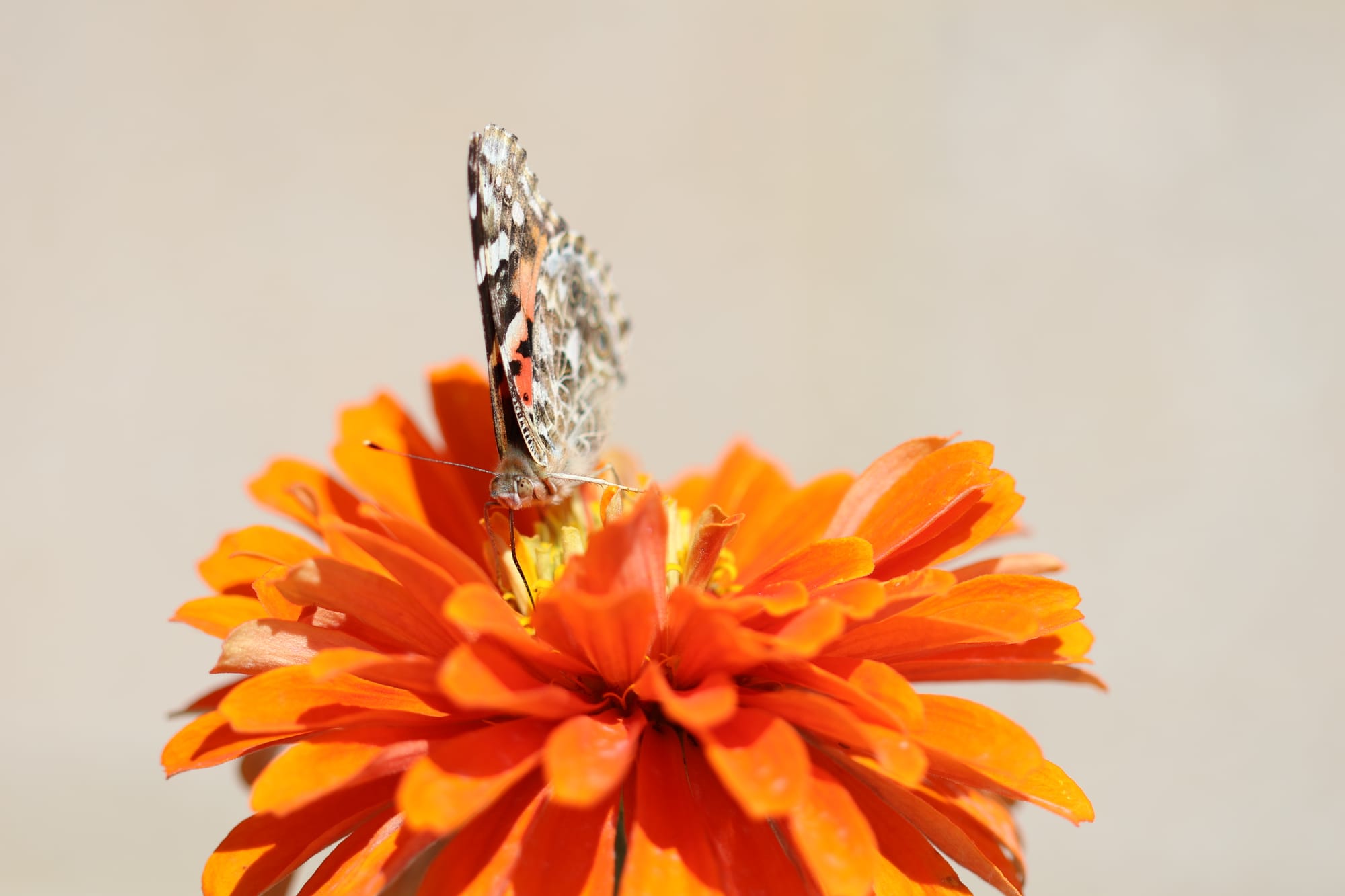 A painted lady rests on an orange butterfly.