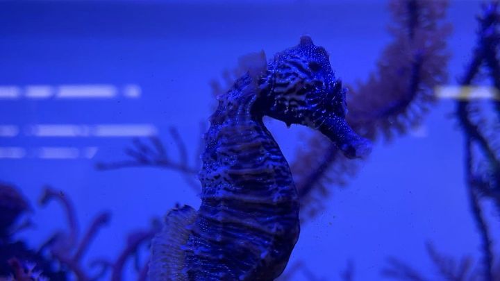 Photograph of a sea horse in an aquarium tank.