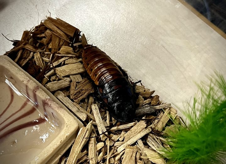 Mr. Olsen’s New Pet Cockroach Takes Up Residence at MSMHS
