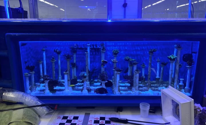The Aqualab's Newest Tank Makes Room for Big Corals
